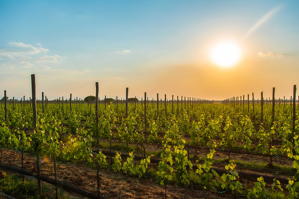 Los viñedos de Guanajuato