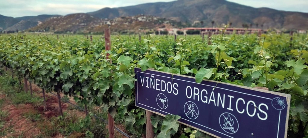 A vineyard scene with rows of grapevines and a sign that reads 'Viñedos Orgánicos', indicating organic vineyards.